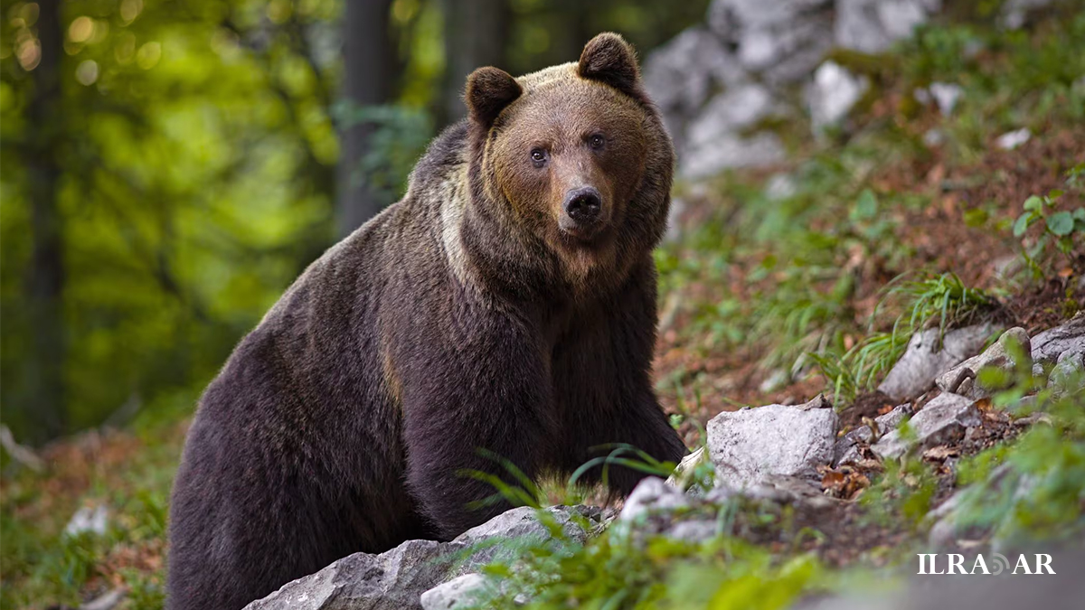 L'Orso Bruno Marsicano