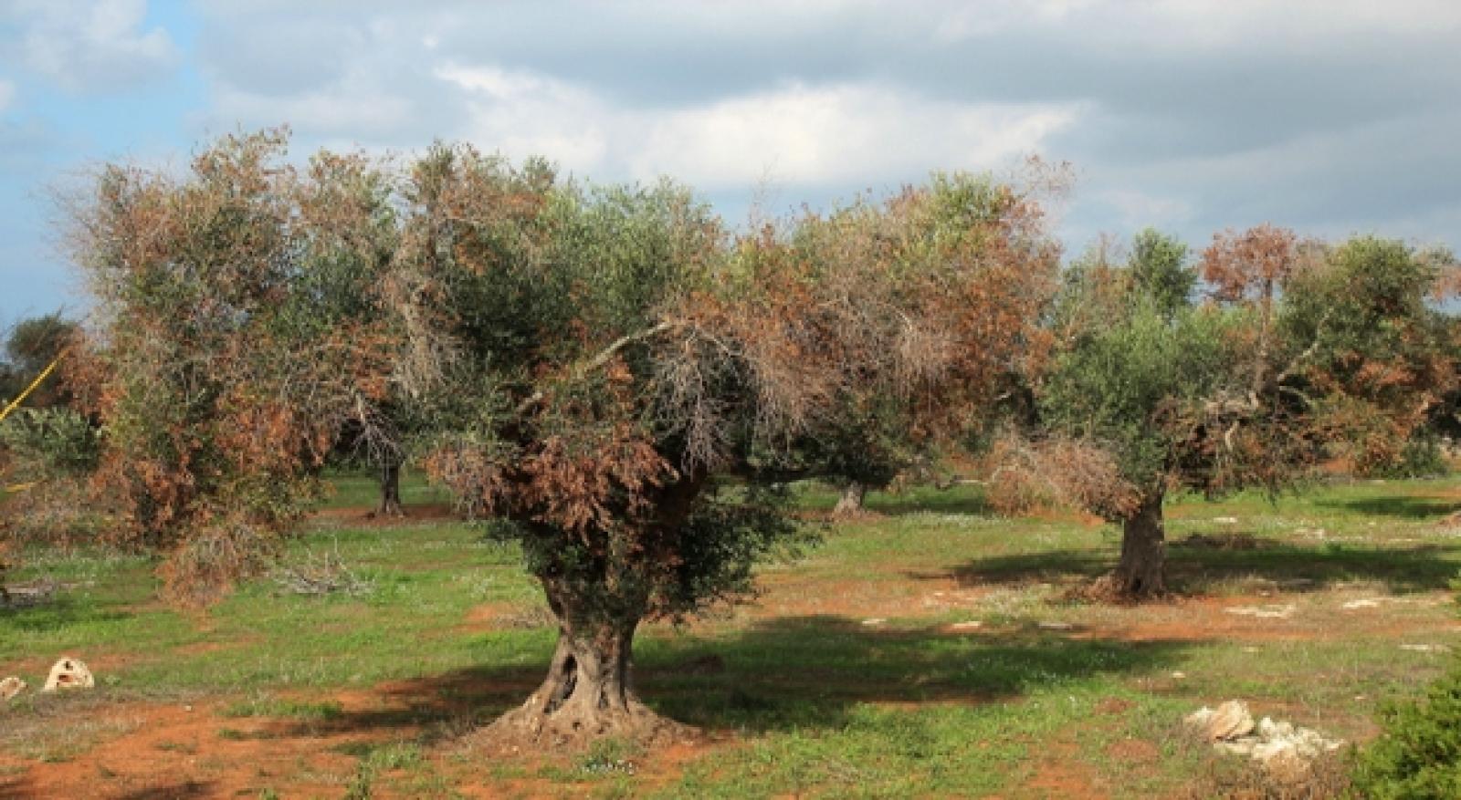 Xylella